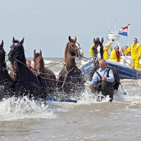 Paarden in Zee