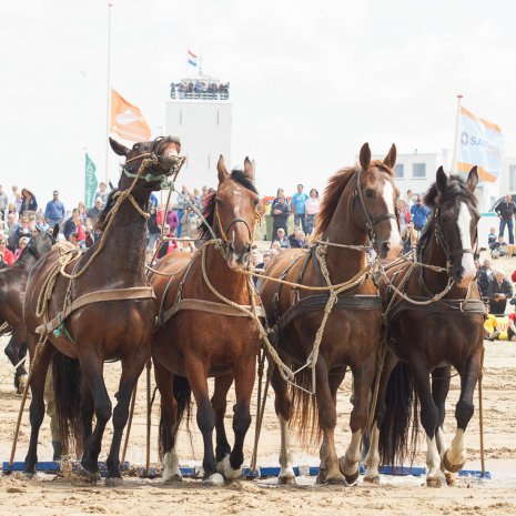 Paarden op Strand