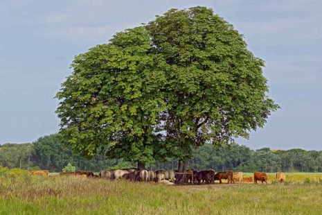 Natuur