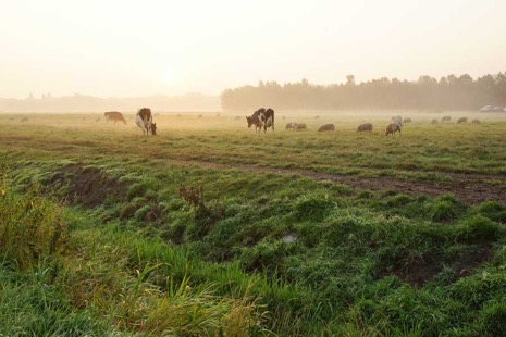 Natuur