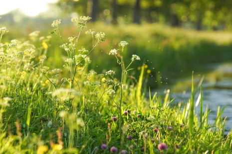 Natuur