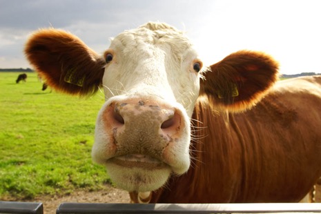 Natuur