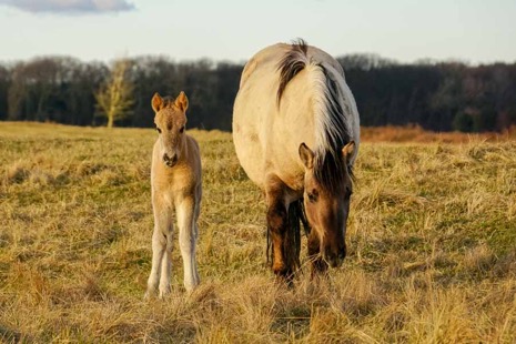 Natuur