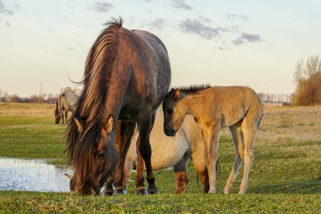 Natuur