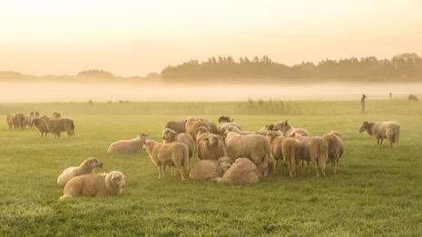 Natuur