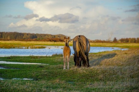 Natuur