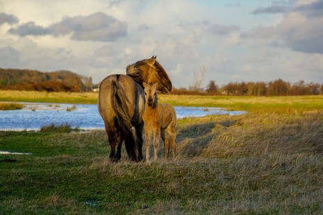 Natuur