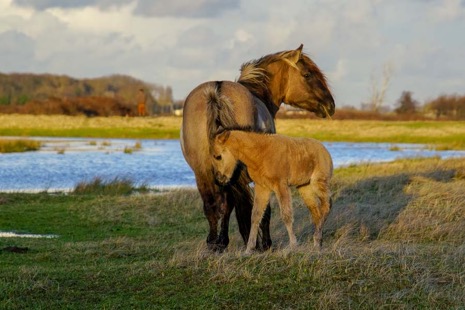 Natuur