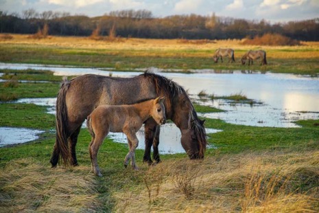 Natuur