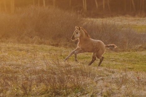 Natuur