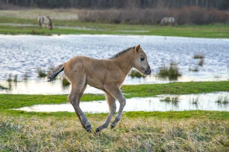 Natuur