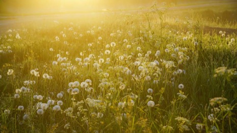 Natuur