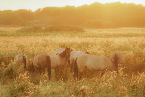 Natuur