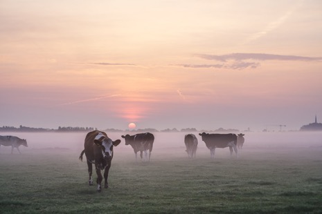 Natuur