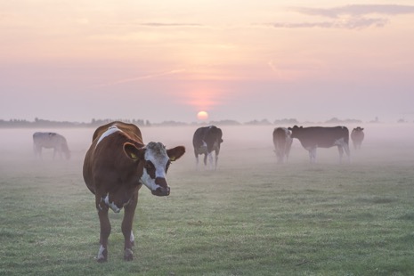 Natuur