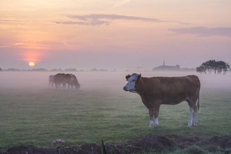 Natuur