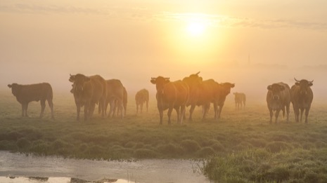 Natuur