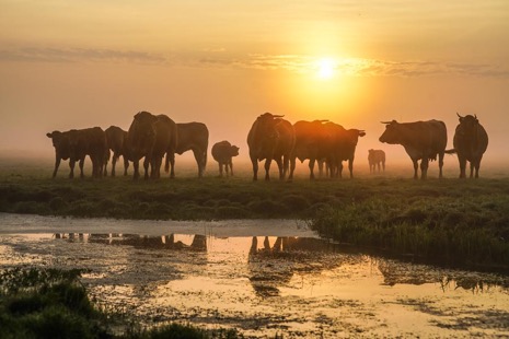 Natuur