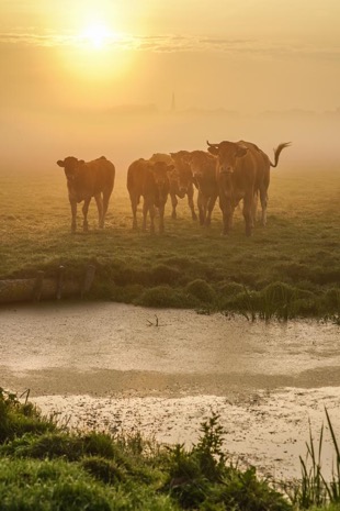 Natuur