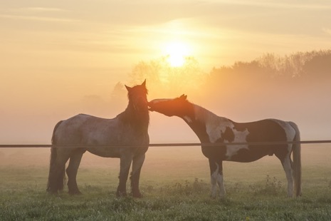 Natuur