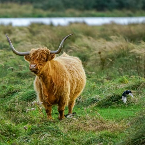 Natuur