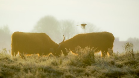 Natuur