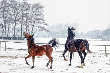 Natuur