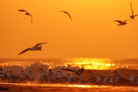 Strandleven