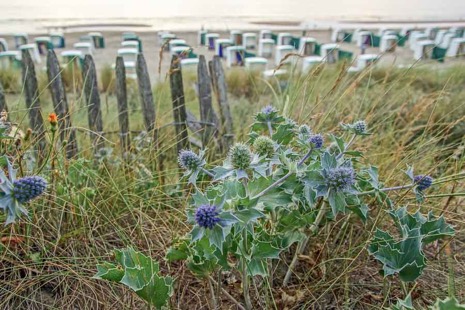 Strandleven