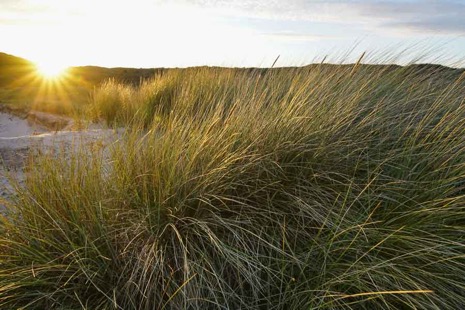 Strandleven