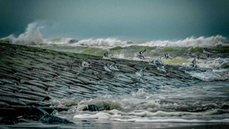 Strandleven