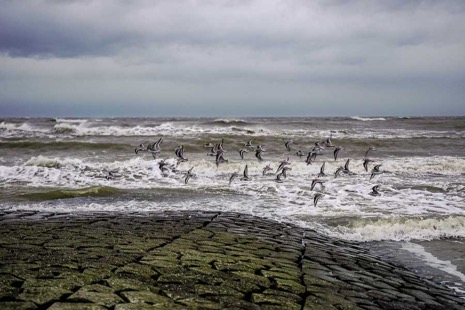 Strandleven