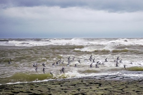 Strandleven