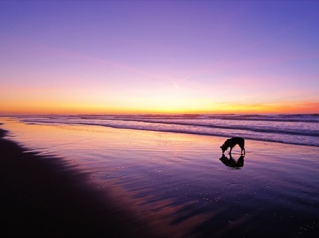 Strandleven