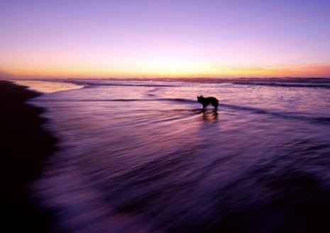 Strandleven