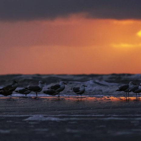 Strandleven Panorama 13